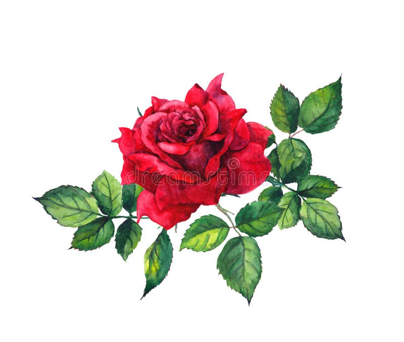 Rosa com folhas - única flor do vermelho watercolor ilustração royalty free Rosa com folhas - única flor do vermelho watercolor ilustração royalty free