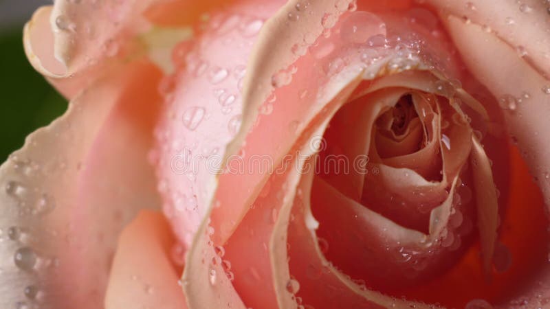 Rosa rosa rosa com gotas d'água