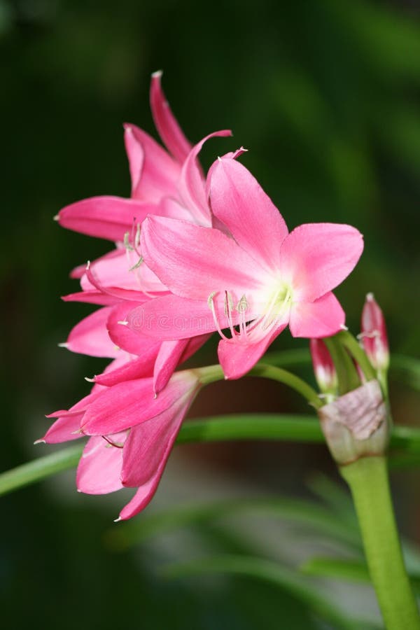 Rosa CrinumLilie Im Park, KapLilie, GiftBirne, SpinnenLilie