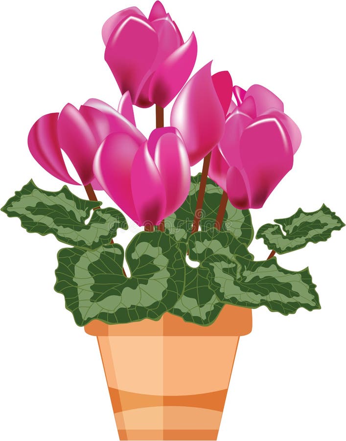 Rosa cyclamen i en blommakruka stock illustrationer Rosa cyclamen i en blommakruka stock illustrationer