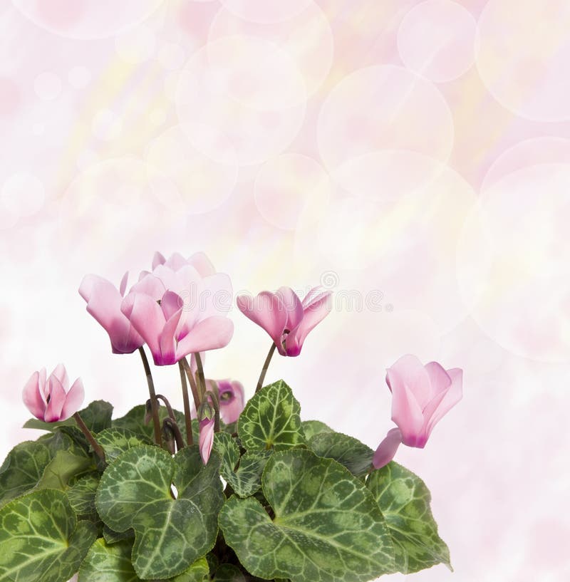 Rosa cyclamen Strukturiertes Begriffsbild lizenzfreie stockbilder Rosa cyclamen Strukturiertes Begriffsbild lizenzfreie stockbilder