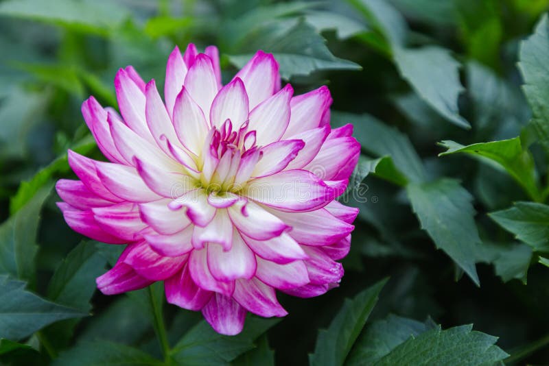 Rosa Dalia Flor En El Jardín En El Día De Primavera Foto de archivo -  Imagen de floral, prado: 213599550