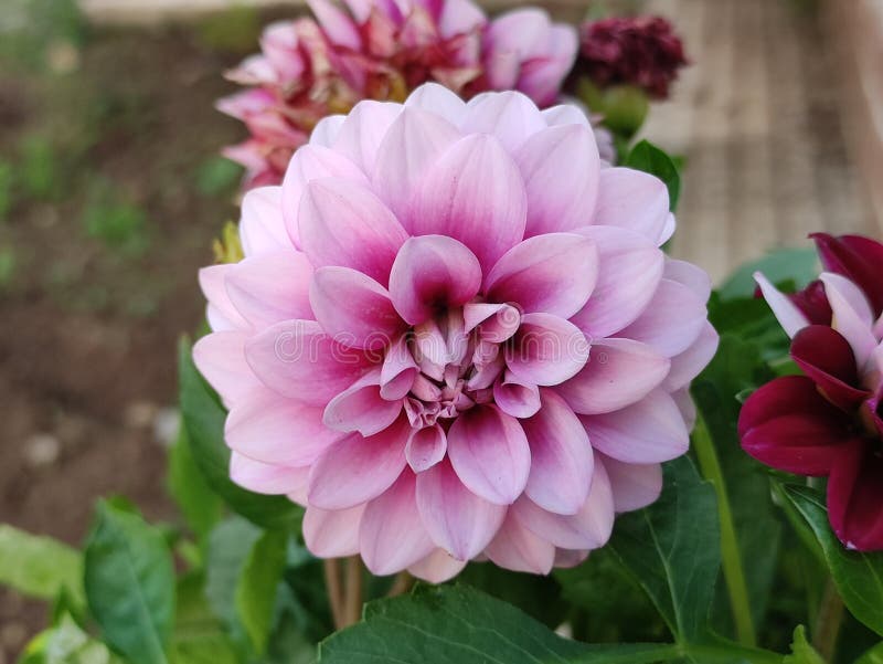 Rosa Dalia Flor Floreció En El Jardín Foto de archivo - Imagen de ramo,  plantas: 220898904