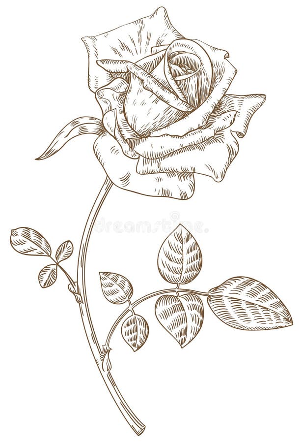 Rosa ilustración del vector