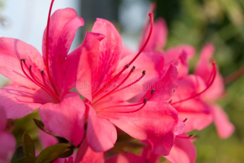 Rosa de la azalea fotos de archivo Rosa de la azalea fotos de archivo