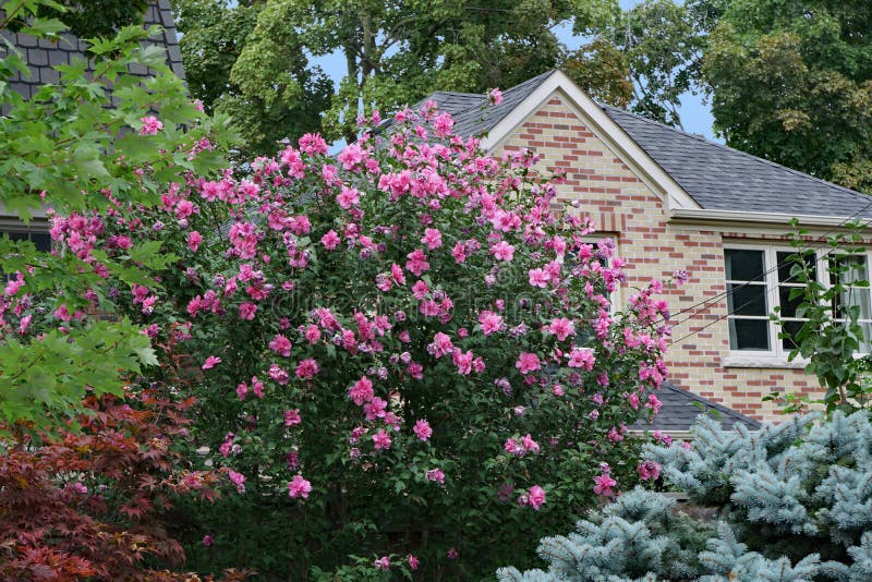 Rosa de sharon bush en flor