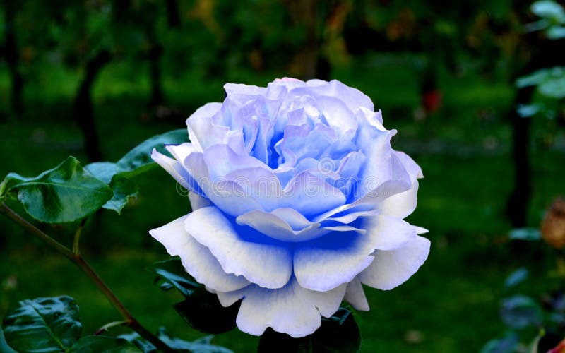 Rosa del azul en mi jardín imagen de archivo. Imagen de travieso - 55770503