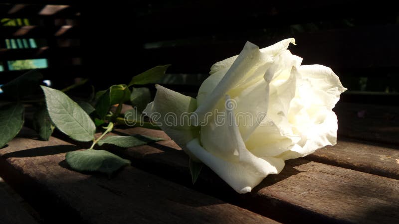 Rosa del blanco del jardín