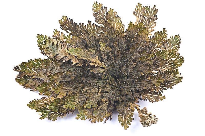 Rosa Del Lepidophylla Di Jericho Selaginella, Rosa Di Gerico Falsa