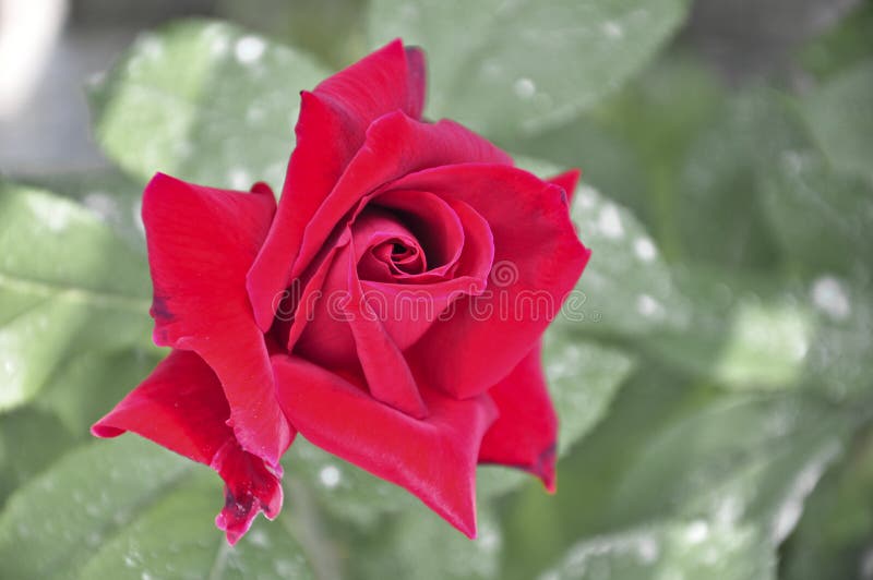 Rosa del rojo foto de archivo Rosa del rojo foto de archivo