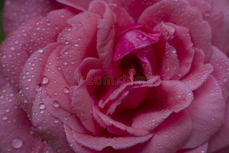 rosa del rojo con descensos del agua, foto de archivo libre de regalías rosa del rojo con descensos del agua, foto de archivo libre de regalías