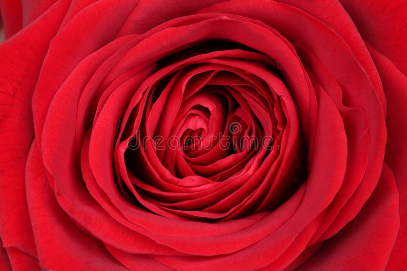 Rosa del rojo del flor del primer el día de tarjeta del día de San Valentín imágenes de archivo libres de regalías Rosa del rojo del flor del primer el día de tarjeta del día de San Valentín imágenes de archivo libres de regalías