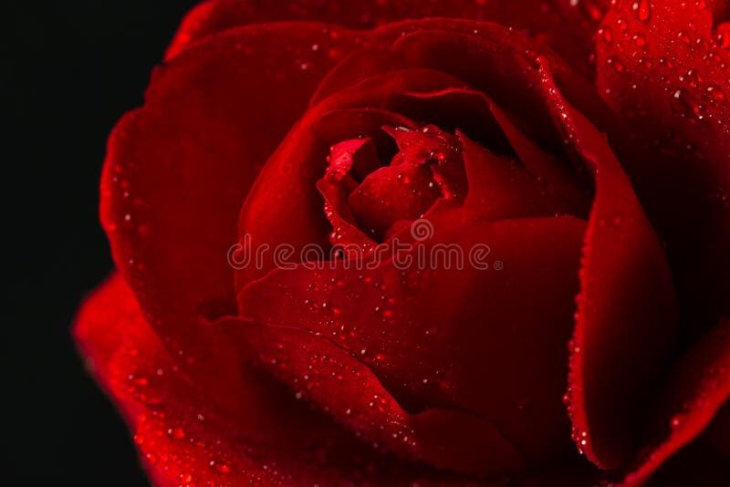 Rosa del rojo en cierre encima de la visión fotos de archivo libres de regalías Rosa del rojo en cierre encima de la visión fotos de archivo libres de regalías
