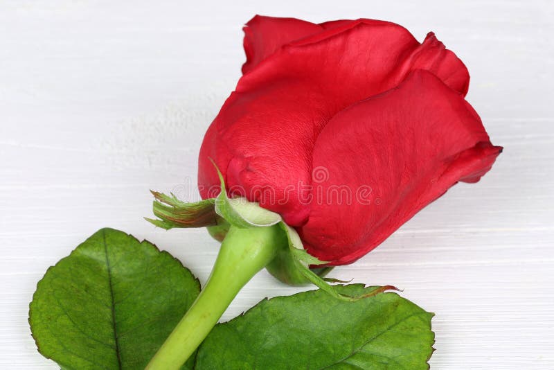 Rosa del rojo en el tablero de madera en cumpleaños, DA de la tarjeta del día de San Valentín o de la madre imagen de archivo libre de regalías Rosa del rojo en el tablero de madera en cumpleaños, DA de la tarjeta del día de San Valentín o de la madre imagen de archivo libre de regalías