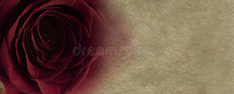 Rosa del rojo en fondo del pergamino imagen de archivo libre de regalías Rosa del rojo en fondo del pergamino imagen de archivo libre de regalías