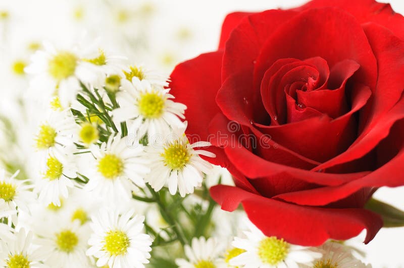Rosa del rojo y flores blancas