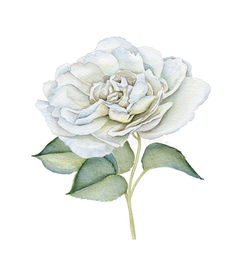 Rosa delicata di bianco dell'acquerello disegnato a mano