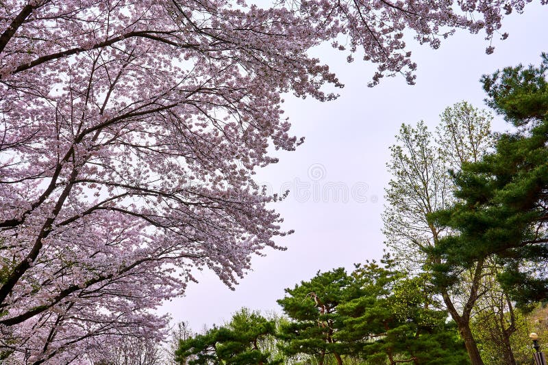 Rosa dell'albero del fiore di ciliegia a sinistra ed i verdi di un pino a destra immagini stock Rosa dell'albero del fiore di ciliegia a sinistra ed i verdi di un pino a destra immagini stock