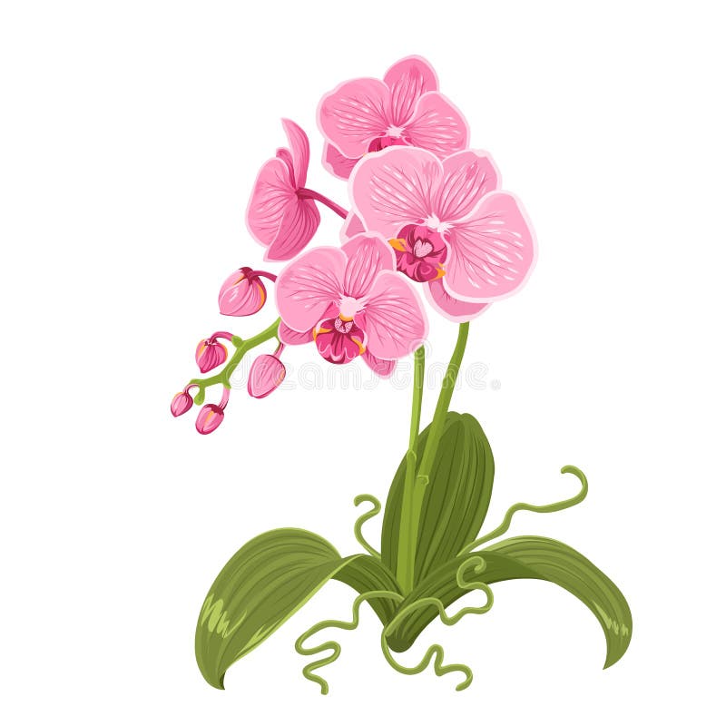 Rosa den isolerade orkidéphalaenopsisblomman rotar stock illustrationer Rosa den isolerade orkidéphalaenopsisblomman rotar stock illustrationer