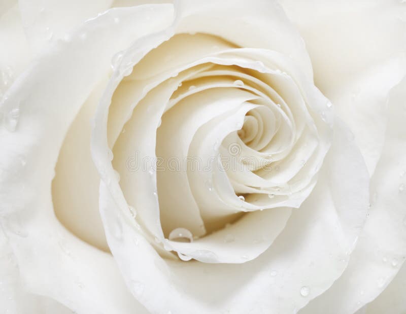 Rosa di bianco immagini stock Rosa di bianco immagini stock