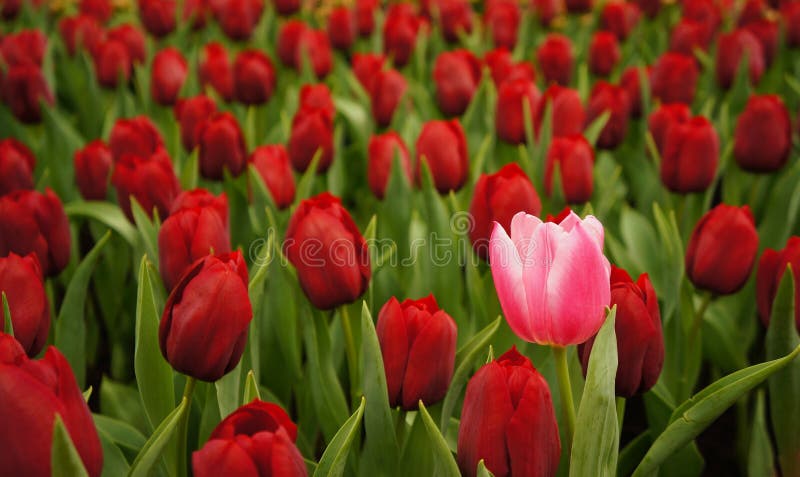 Rosa do rosa entre rosas vermelhas imagens de stock royalty free Rosa do rosa entre rosas vermelhas imagens de stock royalty free