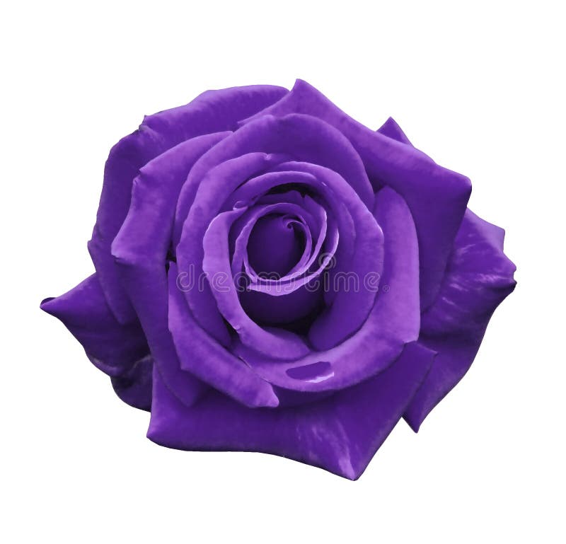 A Rosa Do Roxo De Veludo Em Um Branco Isolou O Fundo Com Trajeto De  Grampeamento Nenhumas Sombras Closeup Para O Projeto, Textura Imagem de  Stock - Imagem de recorte, isolado: 106401483