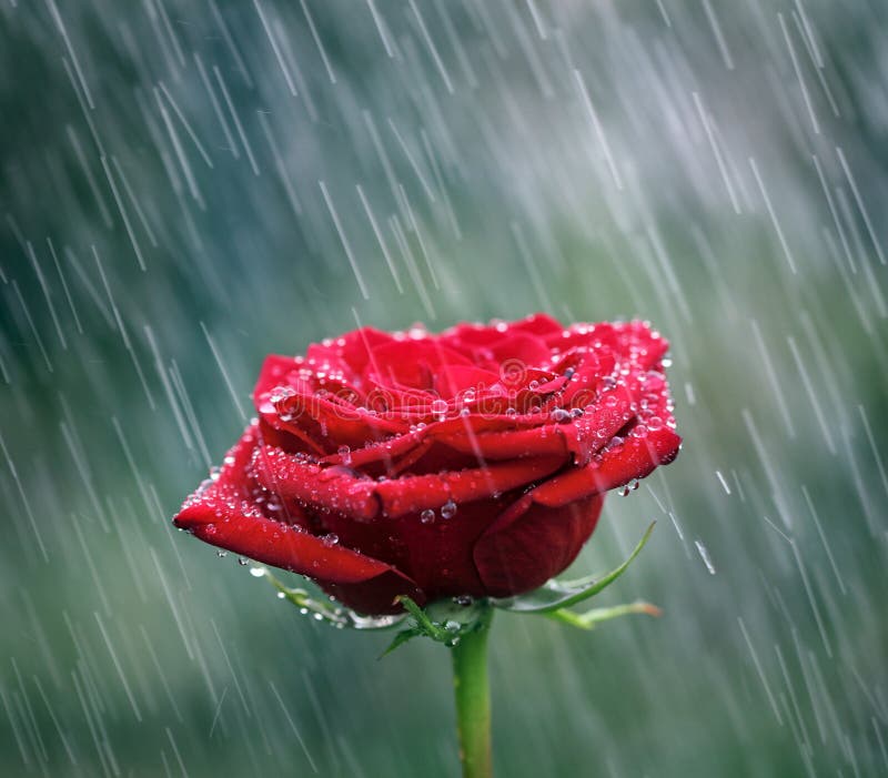 Rosa do vermelho com waterdrops na chuva fotografia de stock royalty free Rosa do vermelho com waterdrops na chuva fotografia de stock royalty free