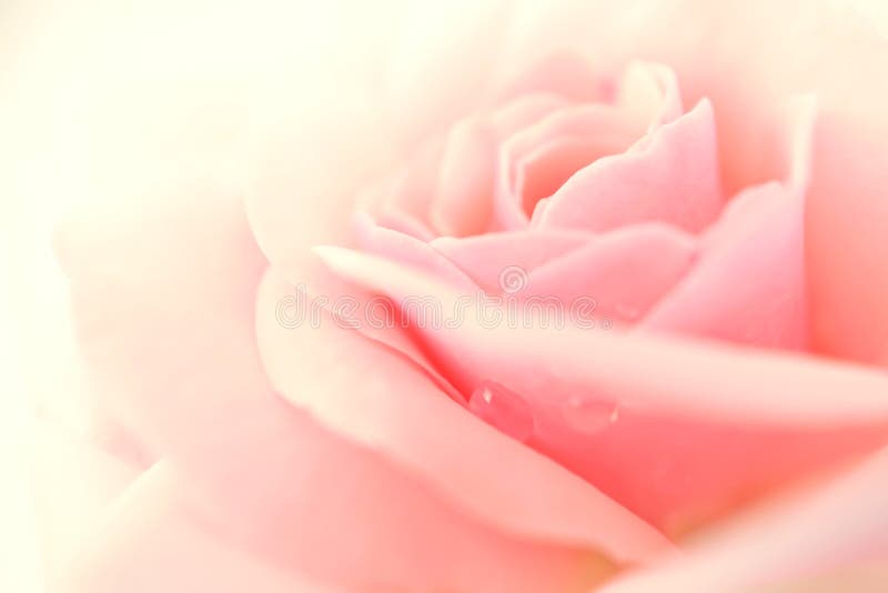 Rosa cor-de-rosa doce em cor suave e estilo desfocado foto de stock