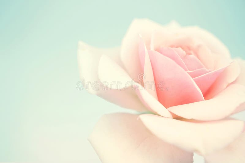 Rosa cor-de-rosa doce em cor suave e estilo desfocado fotografia de stock