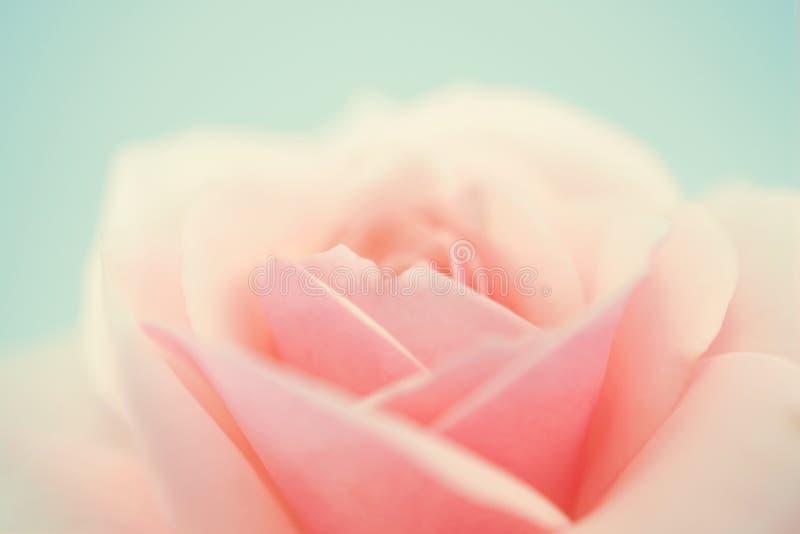 Rosa cor-de-rosa doce em cores suaves e estilo desfocado foto de stock