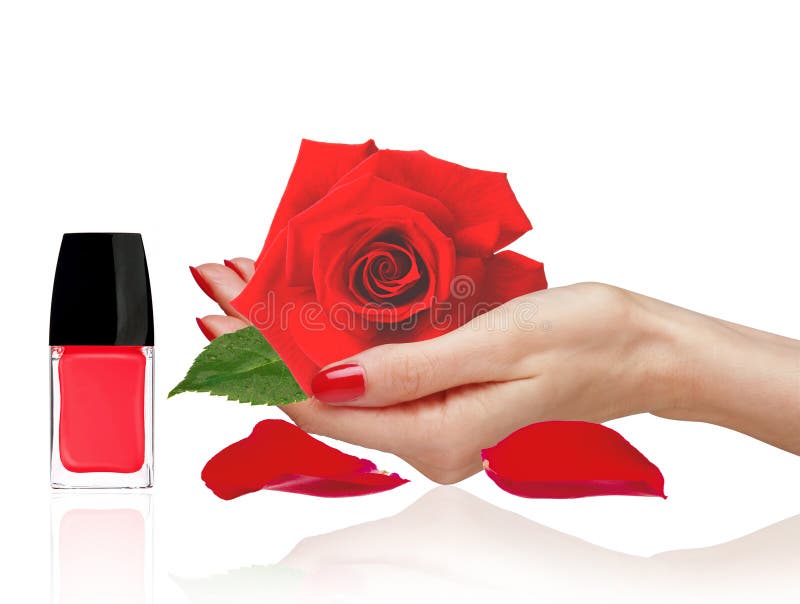 Rose in woman han, red nail polish and petals isolated on white background. Rose in woman han, red nail polish and petals isolated on white background