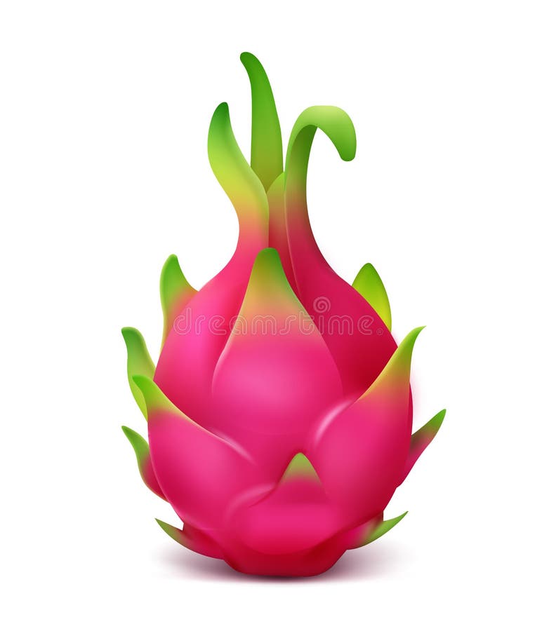 Rosa drakefrukt vektor illustrationer