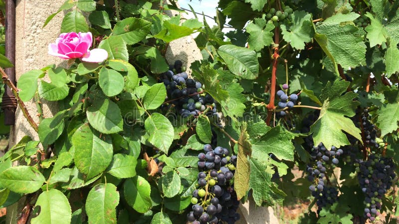 Rosa e arbusto da uva da videira com grupos de bagas pretas video estoque