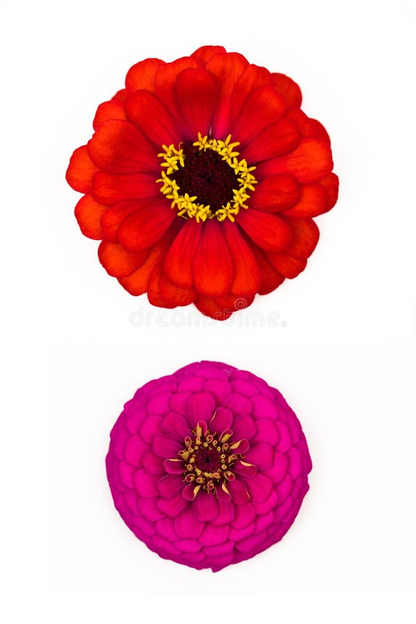 Rosa e testa rossa zinnia elegans fiore isolato su fondo bianco fotografia stock libera da diritti Rosa e testa rossa zinnia elegans fiore isolato su fondo bianco fotografia stock libera da diritti