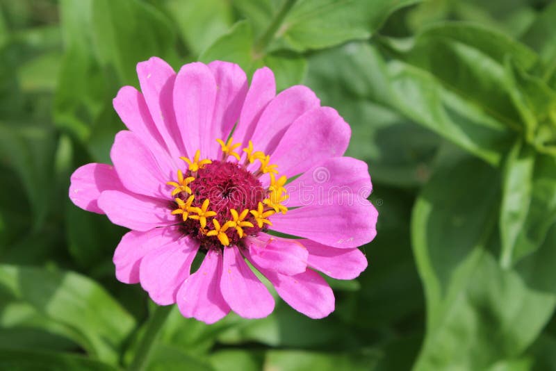 Rosa elegante Zinniablume auf grünem Hintergrund stockfotografie Rosa elegante Zinniablume auf grünem Hintergrund stockfotografie