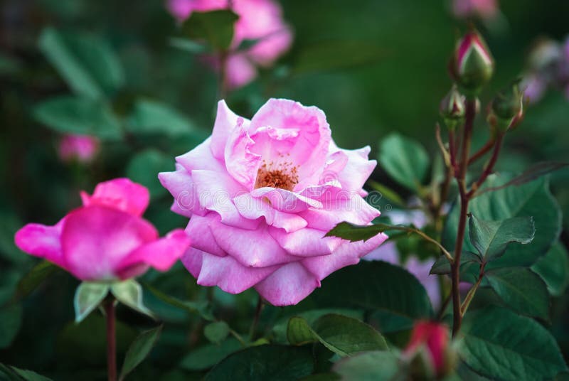 Rosa Eliza Kordes 2004, Pink Garden Roses in a Rosarium Stock Photo ...