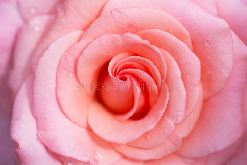 Rosa empfindliches stieg lizenzfreie stockbilder