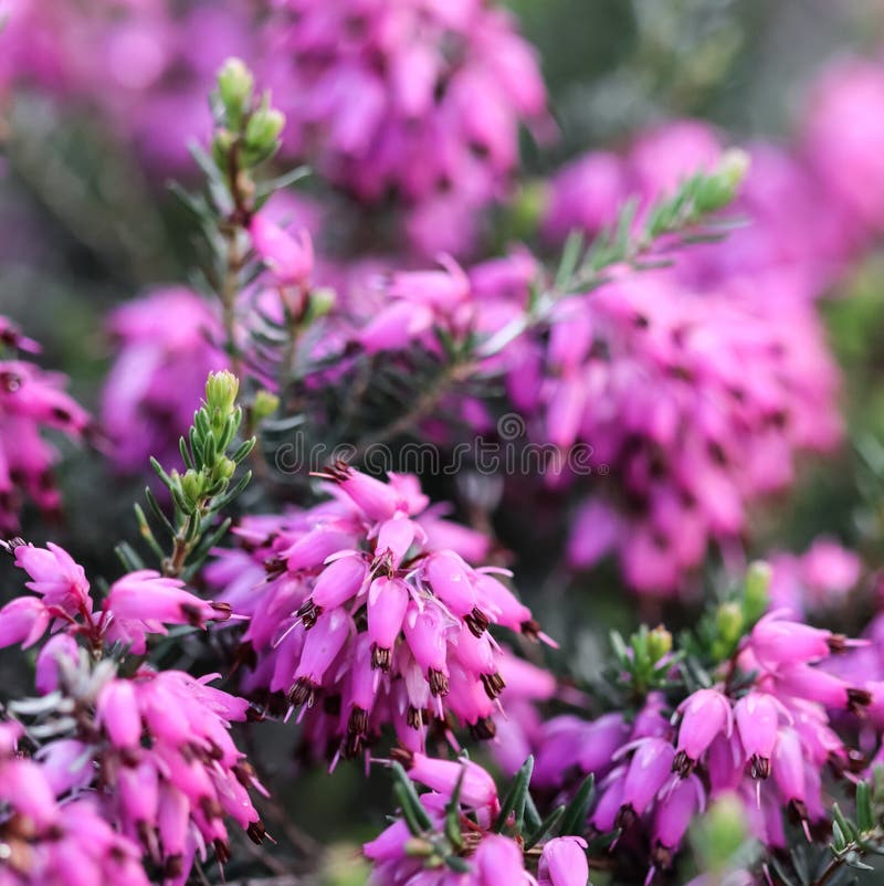 1 249 Blumen Im Heide Fotos Kostenlose Und Royalty Free Stock Fotos Von Dreamstime