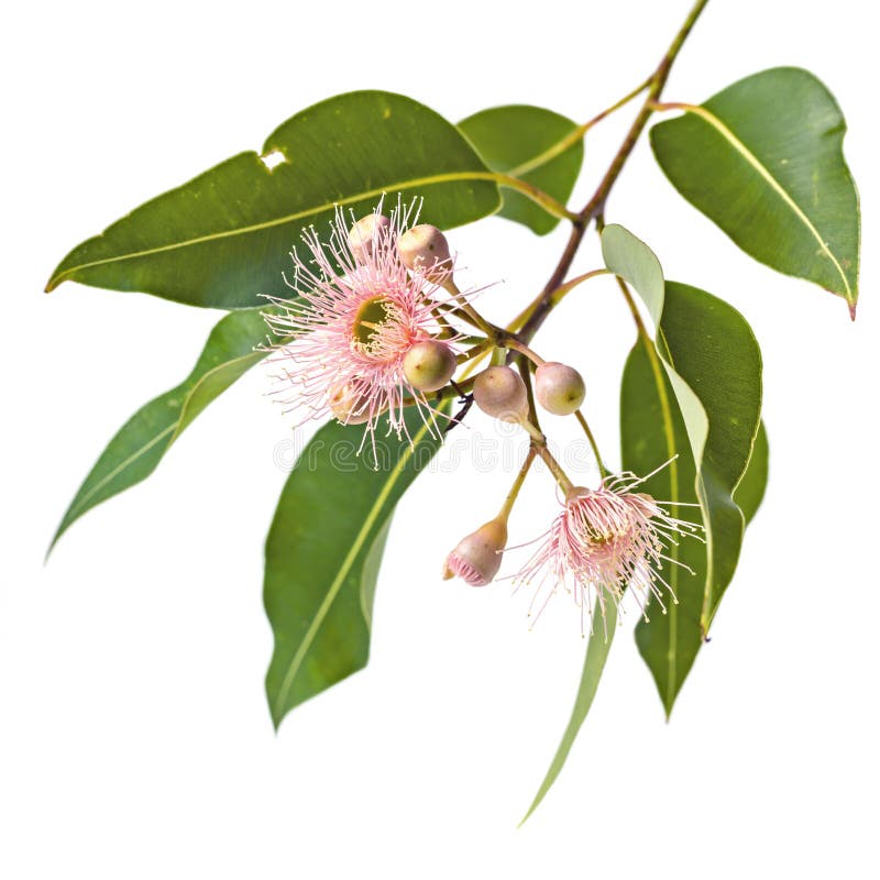 Rosa Eukalyptus-Blumen-Knospen und Blätter lokalisiert auf Weiß