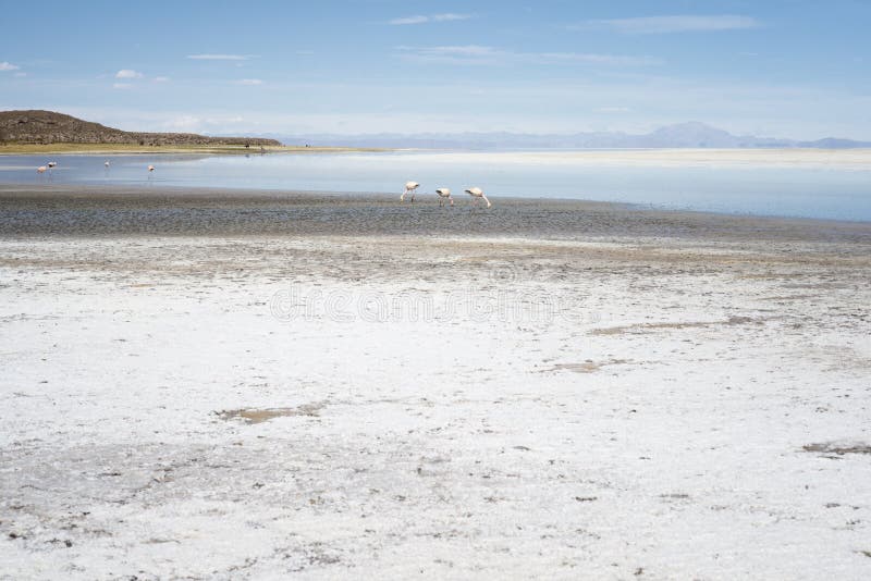 Rosa flamingo i den salta grunda lagun, Salar De Uyuni, Bolivia arkivbild Rosa flamingo i den salta grunda lagun, Salar De Uyuni, Bolivia arkivbild