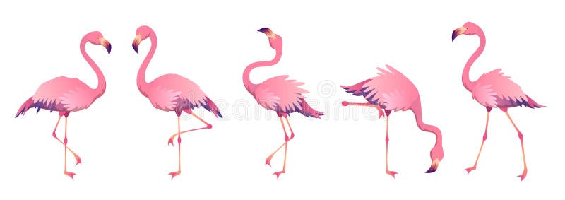 Rosa Flamingos Tropische afrikanische Strandkunst der netten Faunazoovogelschnabelgefiederbeine der Natur des Flamingos tierische