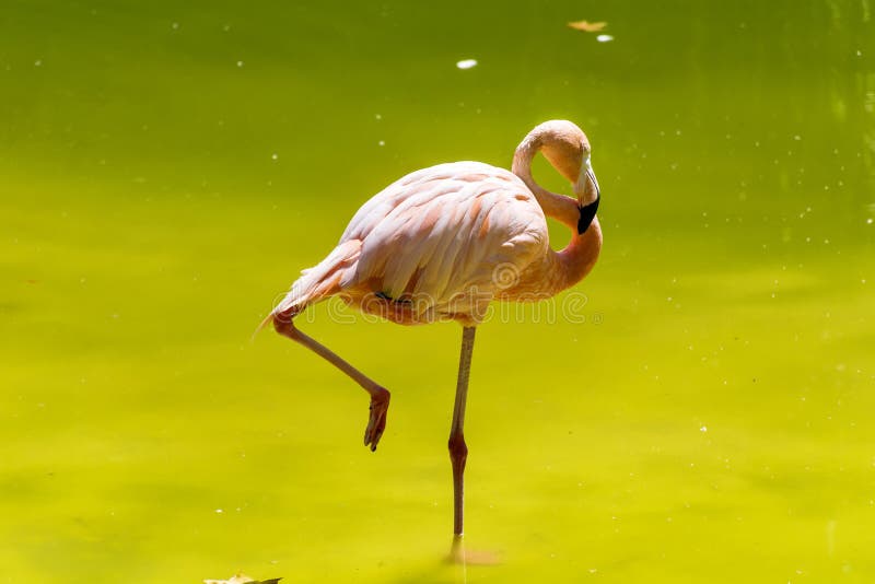 Rosa Flamingovogel stockbild Rosa Flamingovogel stockbild