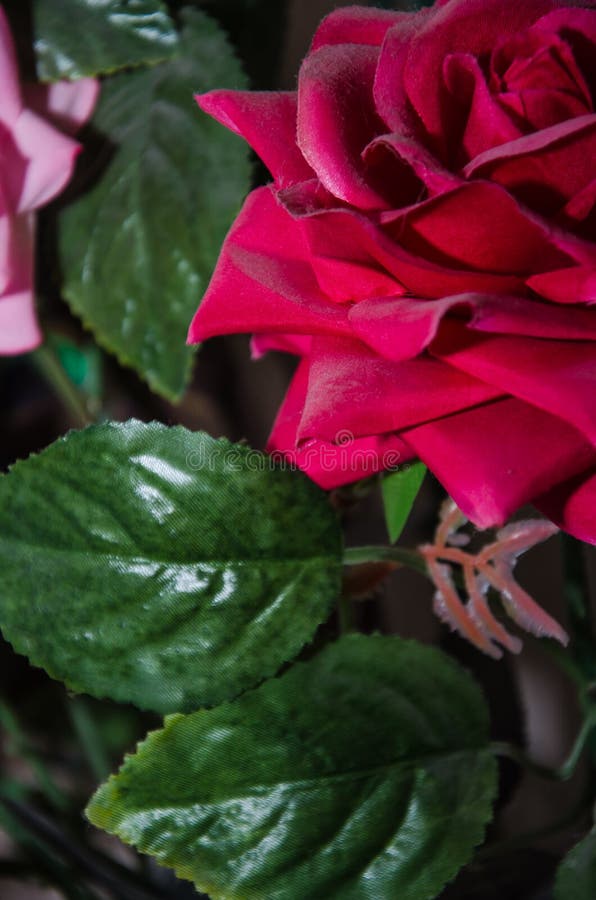 Rosa Rosa Rosa Rosa. Flor Artificial De Alta Calidad. Rosa Rojo Artificial  Foto de archivo - Imagen de decorativo, aniversario: 211696788