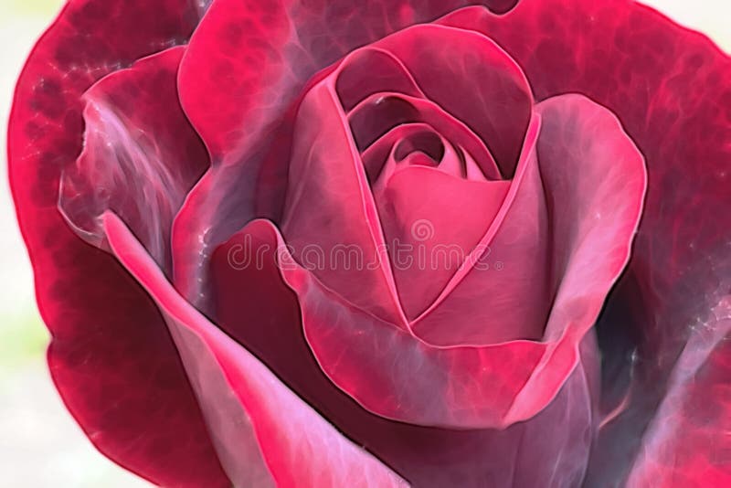 Rosa flor na natureza foto de stock royalty free