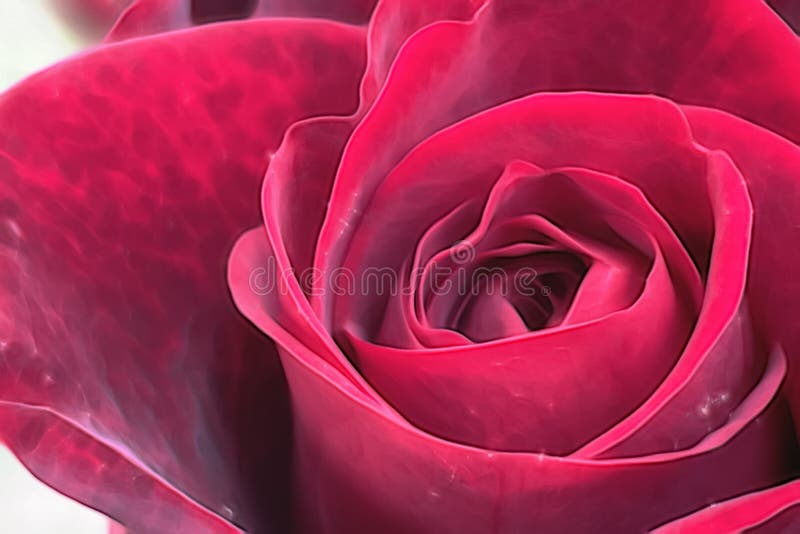 Rosa flor na natureza imagem de stock royalty free