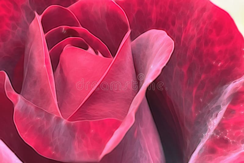 Rosa flor na natureza fotos de stock