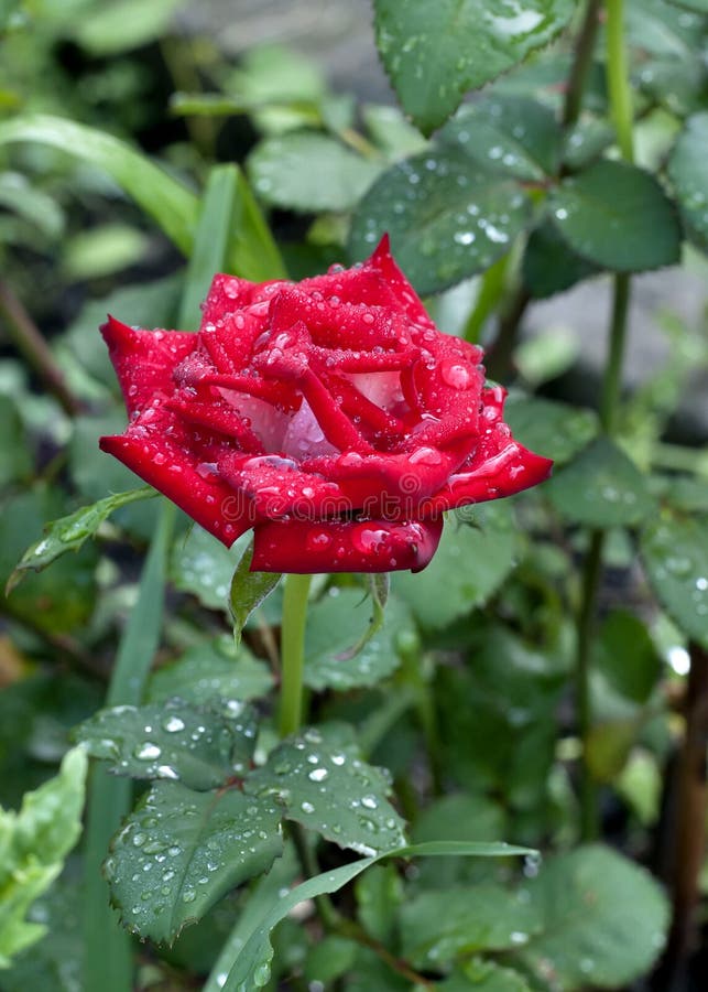 Rosa floreciente del escarlata con las gotas de agua en sus pétalos imagen de archivo libre de regalías Rosa floreciente del escarlata con las gotas de agua en sus pétalos imagen de archivo libre de regalías
