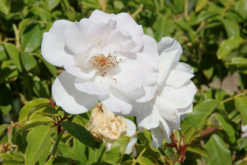 Rosa floribunda 'Iceberg'. Very popular rose cultivar with glossy green leaves and fragrant white flowers in long clusters most of the year stock images