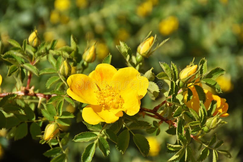 Briar Yellow Rose Bush Flowers Nature Wallpaper Stock Photo - Image of ...