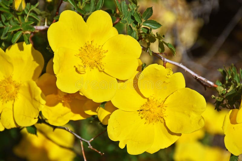 Briar Yellow Rose Bush Flowers Nature Wallpaper Stock Photo - Image of ...